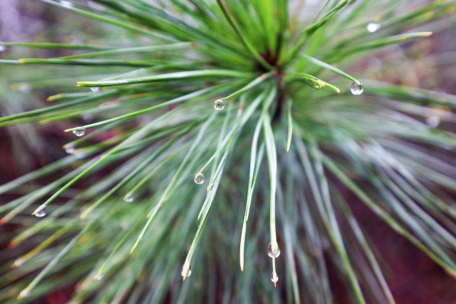 Pine Tears Photograph by Ed Williams