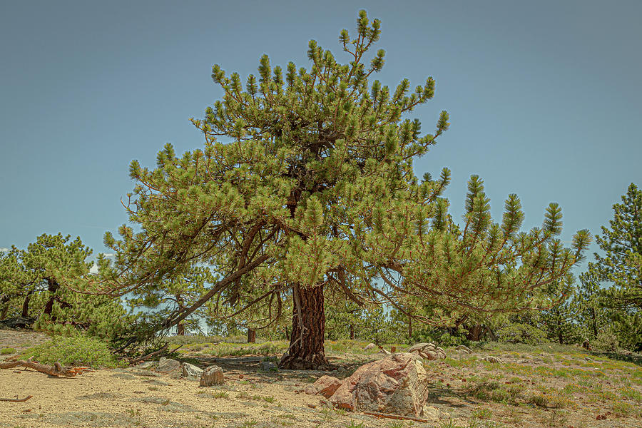 Pine Tree 2 Photograph by Cindy Robinson