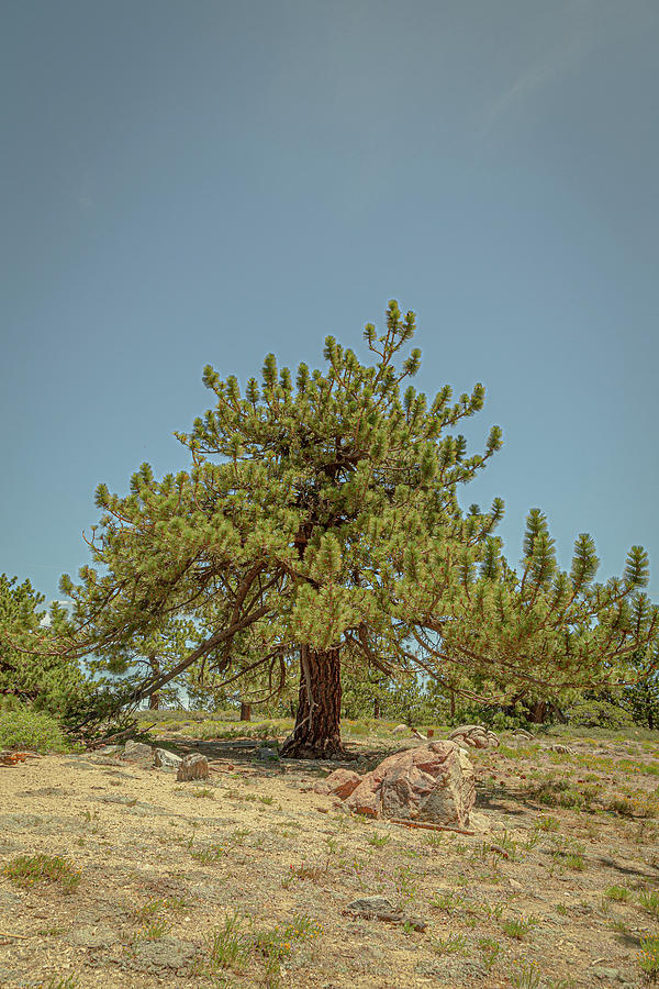 Pine Tree 3 Photograph by Cindy Robinson