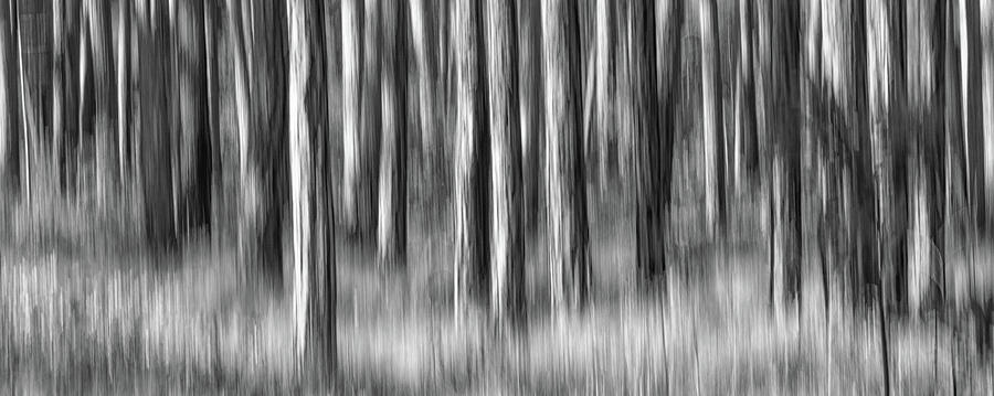 Pine Tree Abstract - Black and White Photograph by Bob Decker
