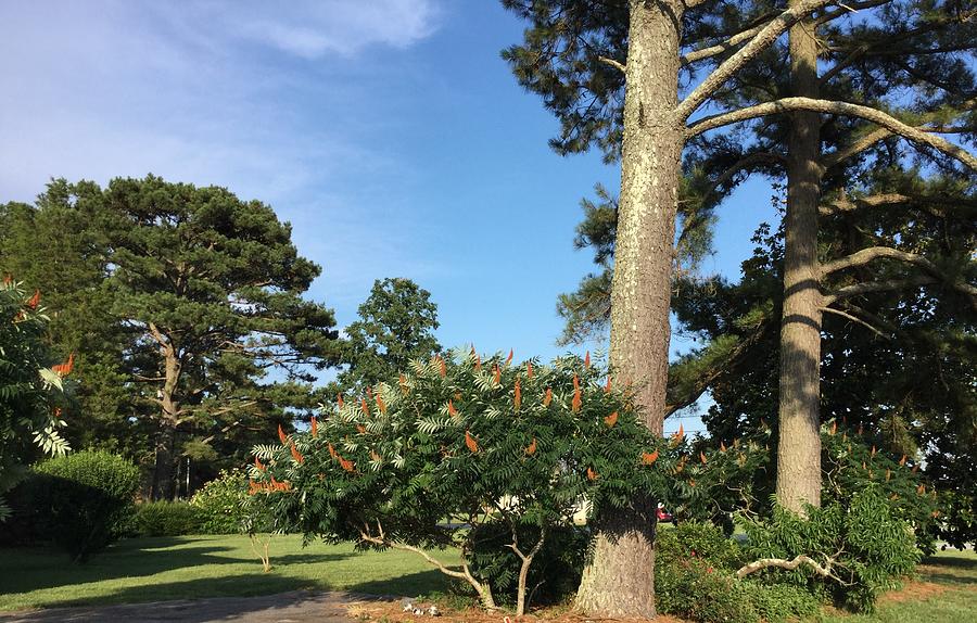 Pine Tree Accent Photograph by Catherine Wilson