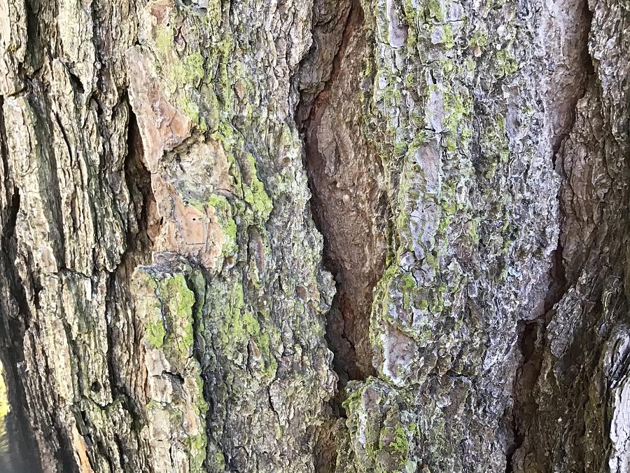 Pine Tree Bark Photograph by Catherine Wilson