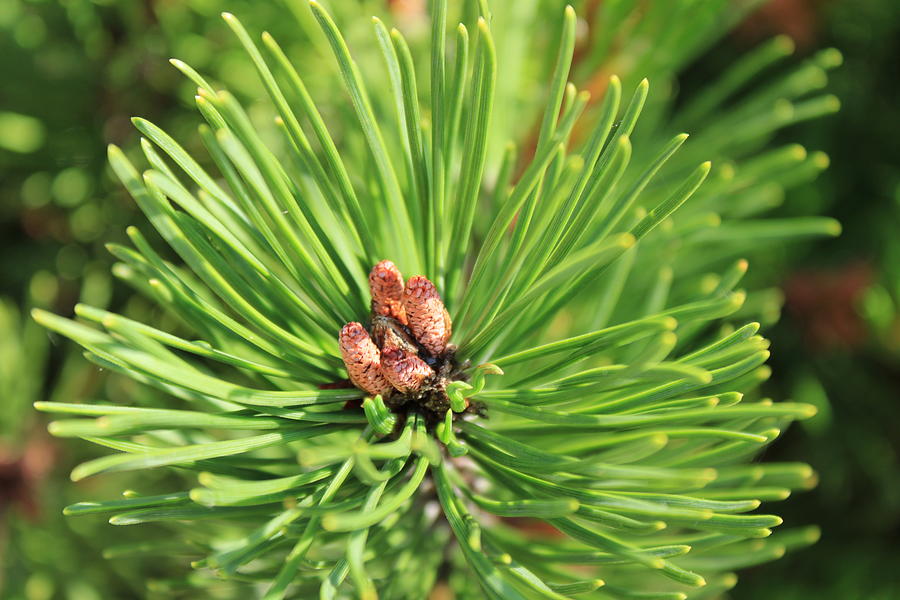 Pine's Evergreen Rays Photograph by Wafa Dahdal - Fine Art America