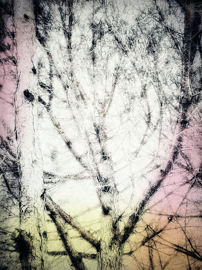 Pine Tree Branches. Photography Abstract Photograph