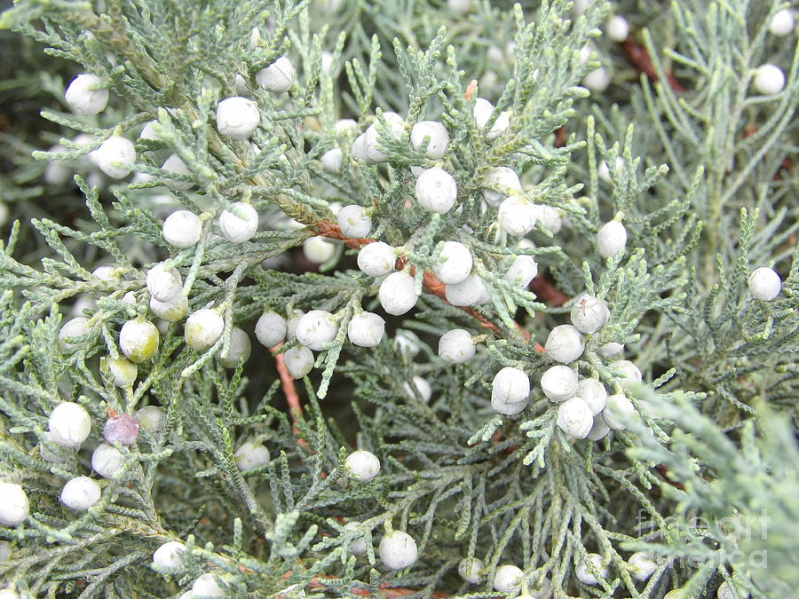 Pine Tree Buds Photograph by Tiffany Hinson - Fine Art America