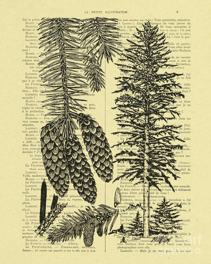 Tree Digital Art - Pine tree chart by Madame Memento