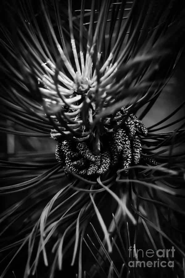 Pine Tree Detail bw Vertical Photograph by Eddie Barron