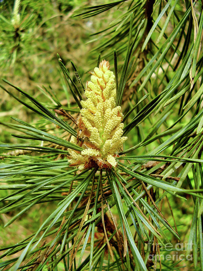 Pine Tree Flower Photograph by Stephen Farhall - Fine Art America