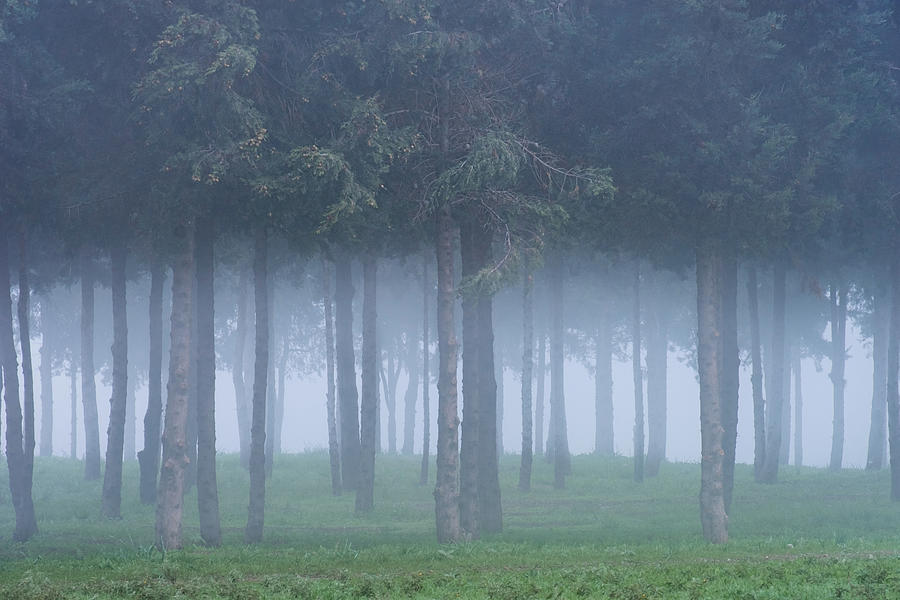 Pine Tree Forest in the Fog Photograph by Alexios Ntounas