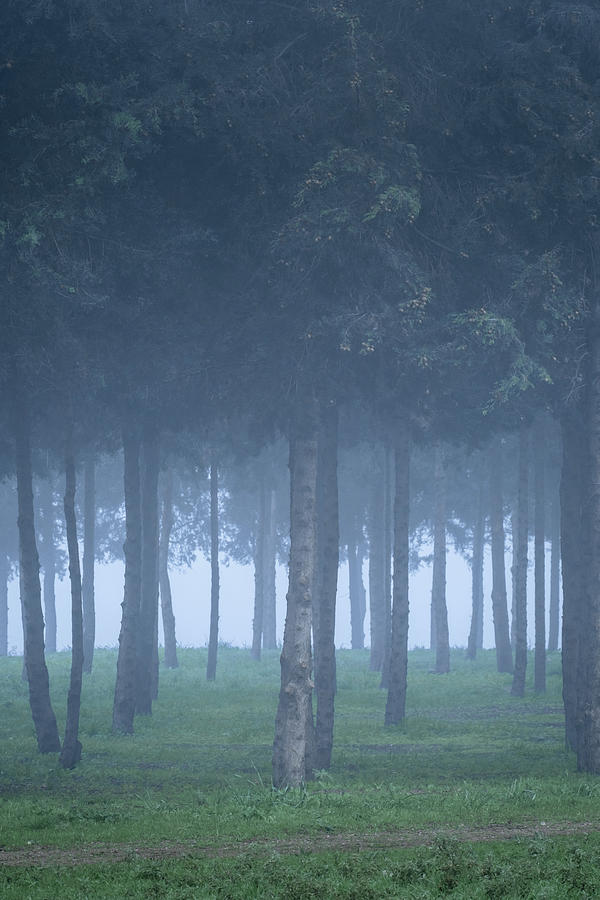 Pine Tree Forest in the Fog II Photograph by Alexios Ntounas