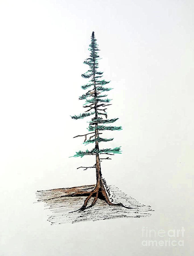 Pine Tree Gel Pens Drawing By Scott D Van Osdol