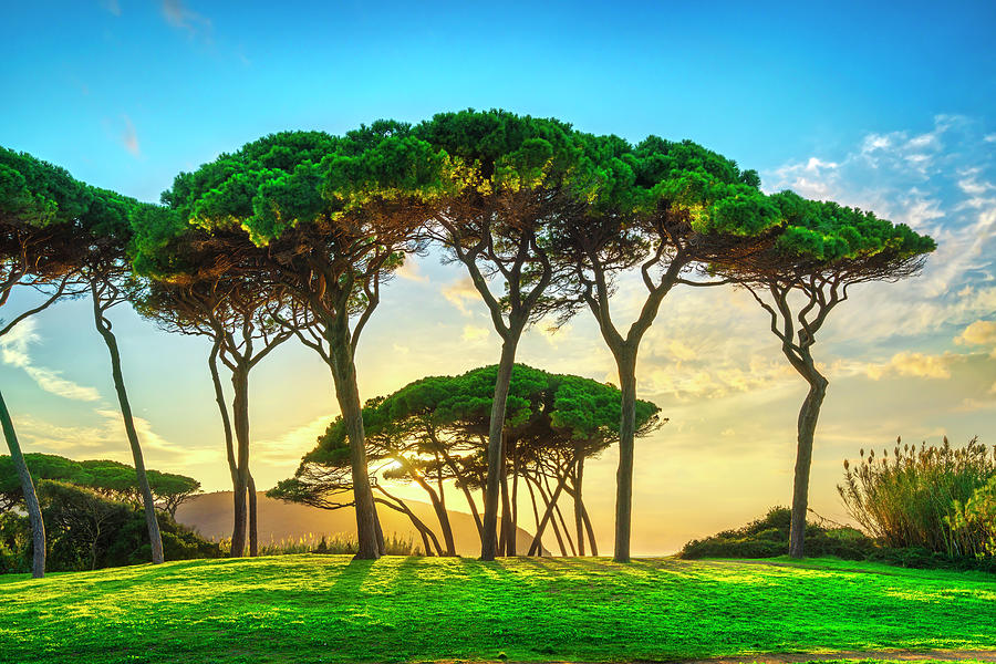 Pine tree group close to sea and beach. Baratti, Tuscany. Photograph by Stefano Orazzini