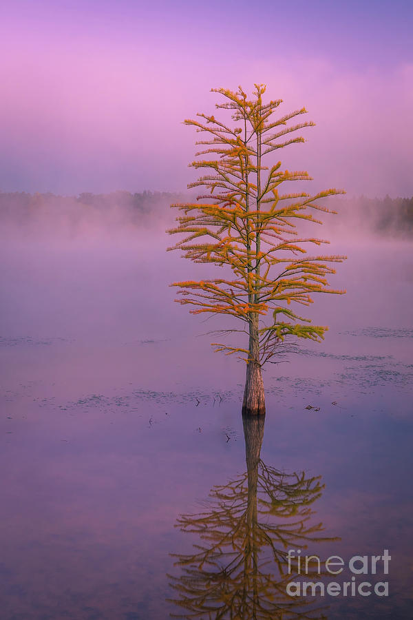 Pine Tree in Mist and Fog at Sunrise by Ranjay Mitra Pine Tree in Mist and Fog at Sunrise by Ranjay Mitra