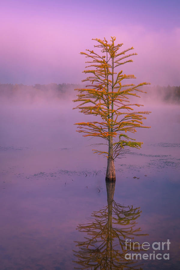 Pine Tree in Mist and Fog at Sunrise Photograph by Ranjay Mitra