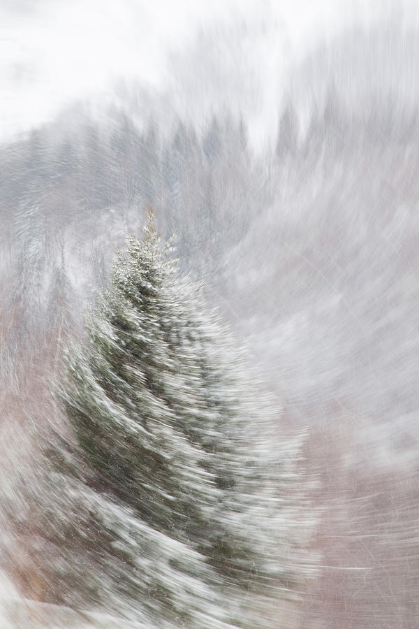 Pine tree in the snow Photograph by Toma Bonciu