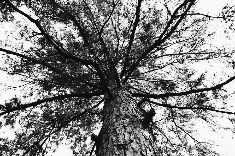 Pine Tree in the View Upwards Black and White Photograph by Gaby Ethington