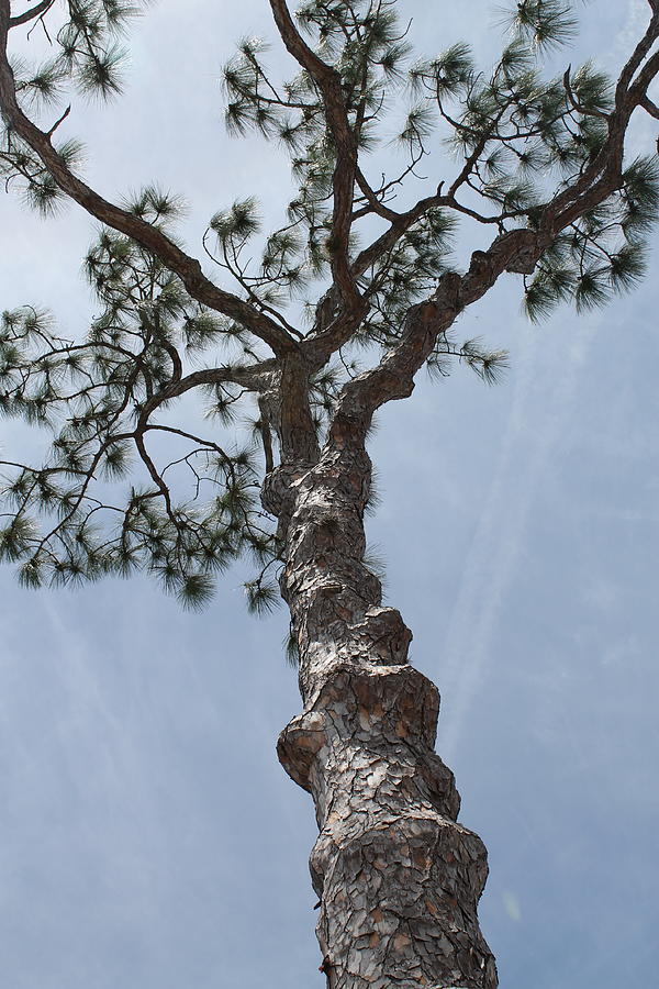Pine tree Photograph by Jindra Noewi