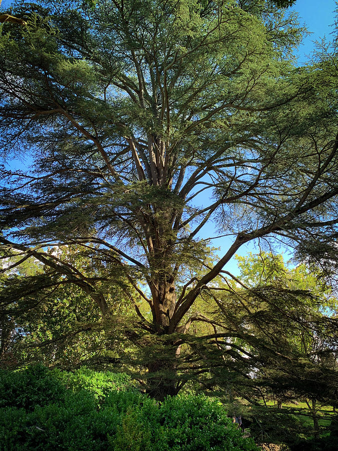 Pine Tree Photograph by Lora J Wilson Pine Tree Photograph by Lora J Wilson