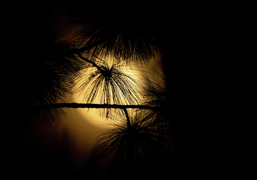 Pine Tree Moon Photograph by Nick Noble