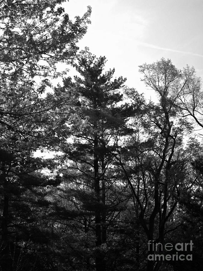 Pine Tree Morning Silhouette - Black and White Photograph by Frank J Casella