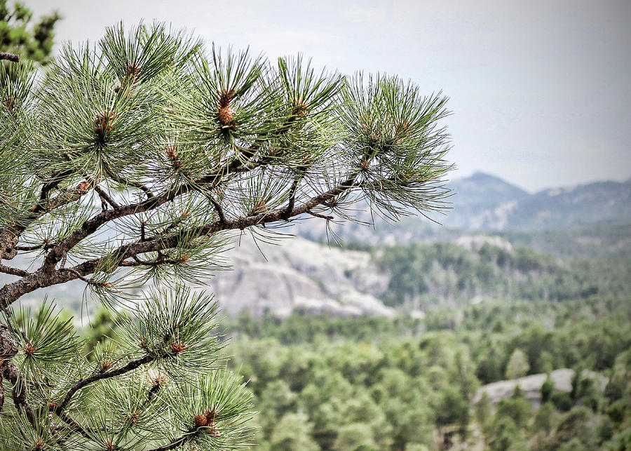 Pine Tree of the Black Hills Forest Photograph by Mary Pille
