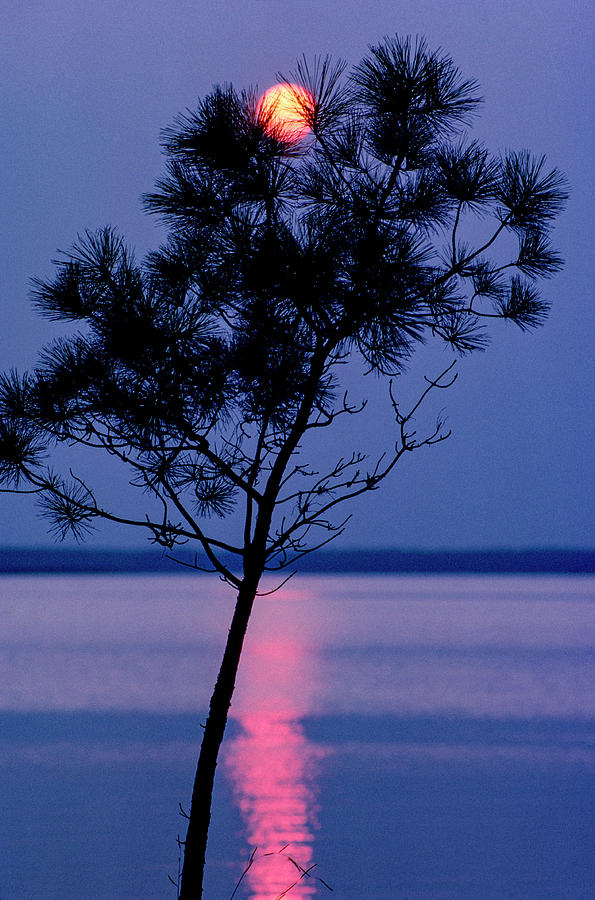 Sunset Photograph - Pine Tree On Roanoke Sound by Craig Brewer