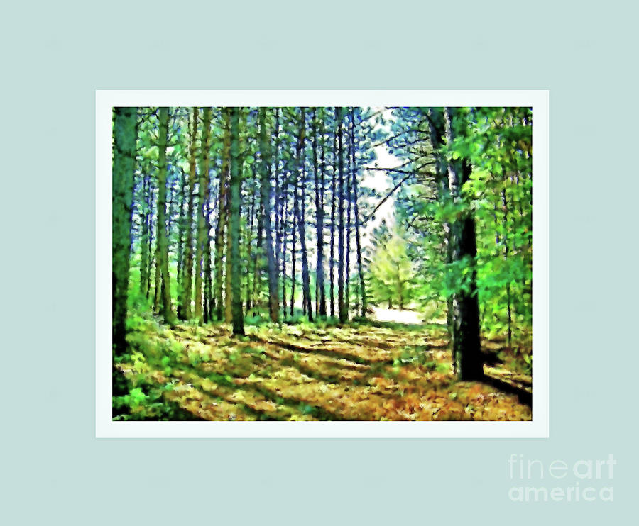 Pine Tree Path Photograph by Shirley Moravec
