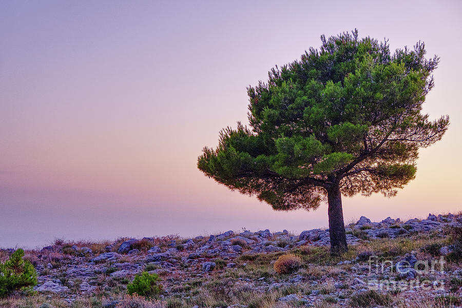 Pine Tree Sunset Photograph by Lidija Ivanek - SiLa