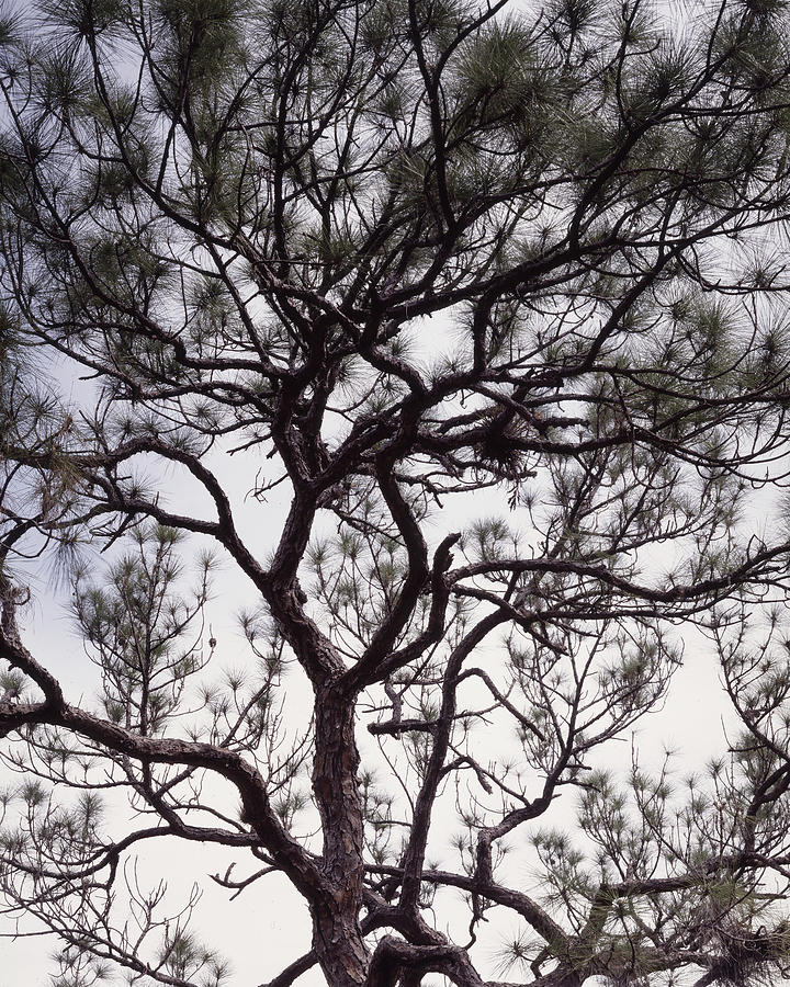 Pine tree top. Photograph by Rudy Umans