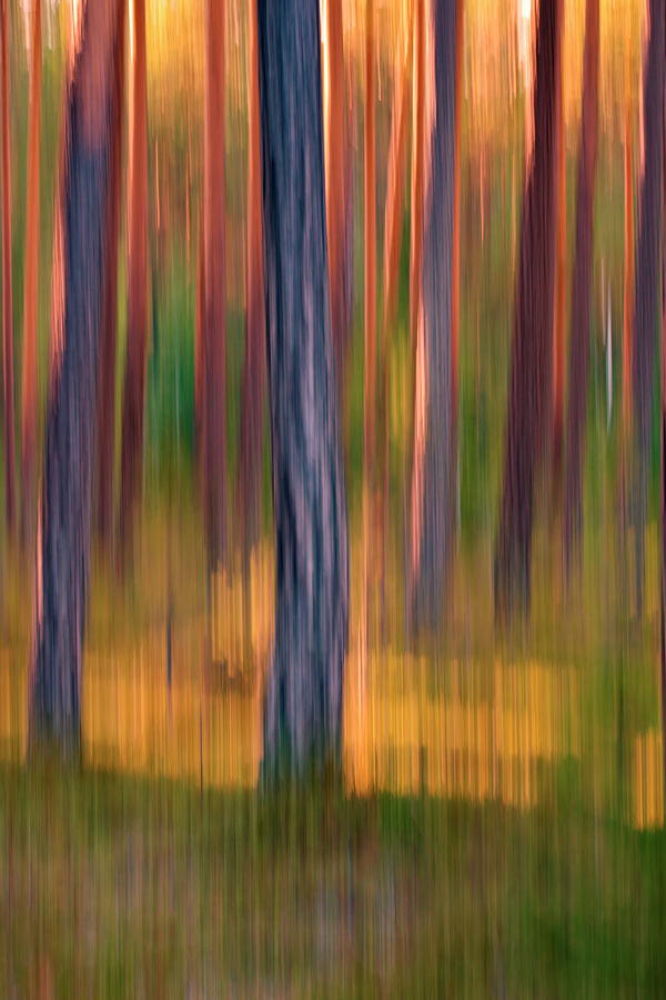 Pine tree trunks at sunset - blurred Photograph by Ulrich Kunst And Bettina Scheidulin