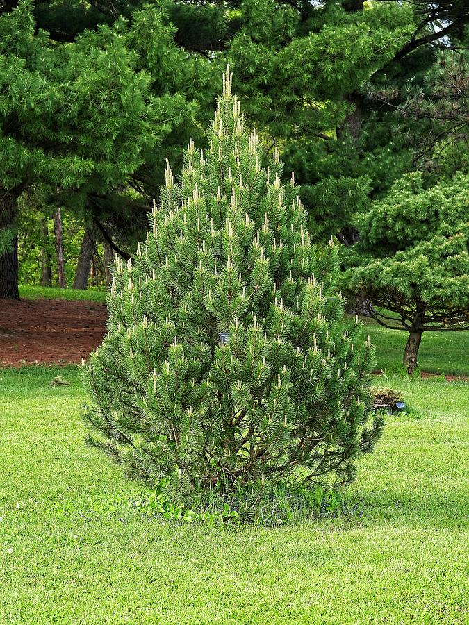 Pine Tree, UW Arboretum, Madison, WI Photograph by Steven Ralser