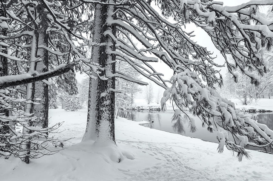 Pine Tree With Snow Bw Photograph by Jonathan Nguyen