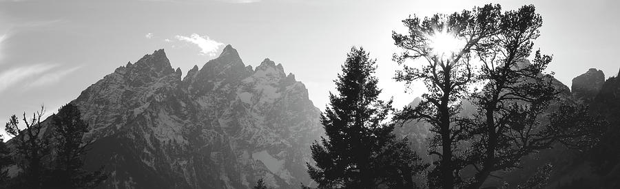Pine tree with snowcapped mountains in background, Cathedral Group, Grand Teton National Park, Wyomi Photograph by Panoramic Images