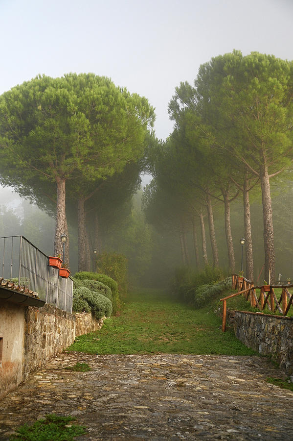 Pine Trees Alley in Fog at Tuscany Rural Villa 1 Photograph by Jenny Rainbow