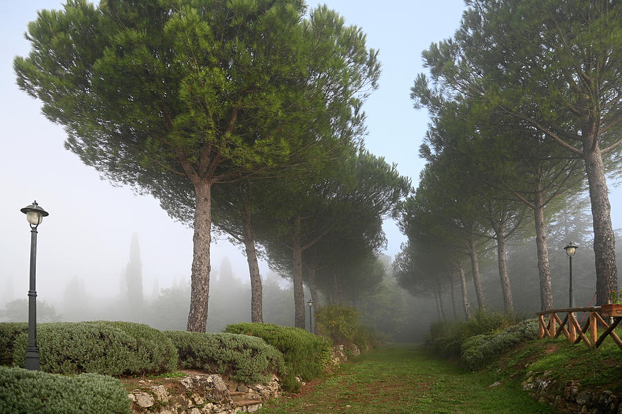 Pine Trees Alley in Fog at Tuscany Rural Villa 2 Photograph by Jenny Rainbow