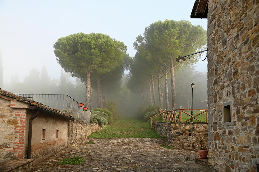 Pine Trees Alley in Fog at Tuscany Rural Villa Photograph by Jenny Rainbow