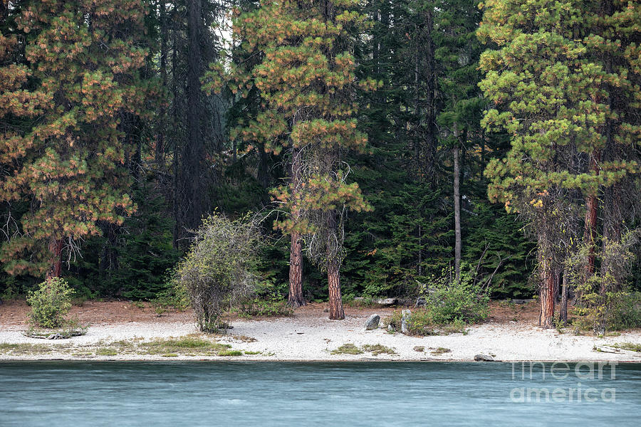 Pine Trees Along The Wenatchee River Photograph