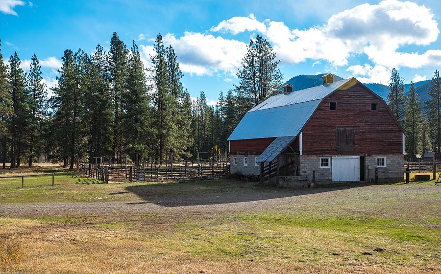 Pine Trees and Barn Photograph by Tom Cochran