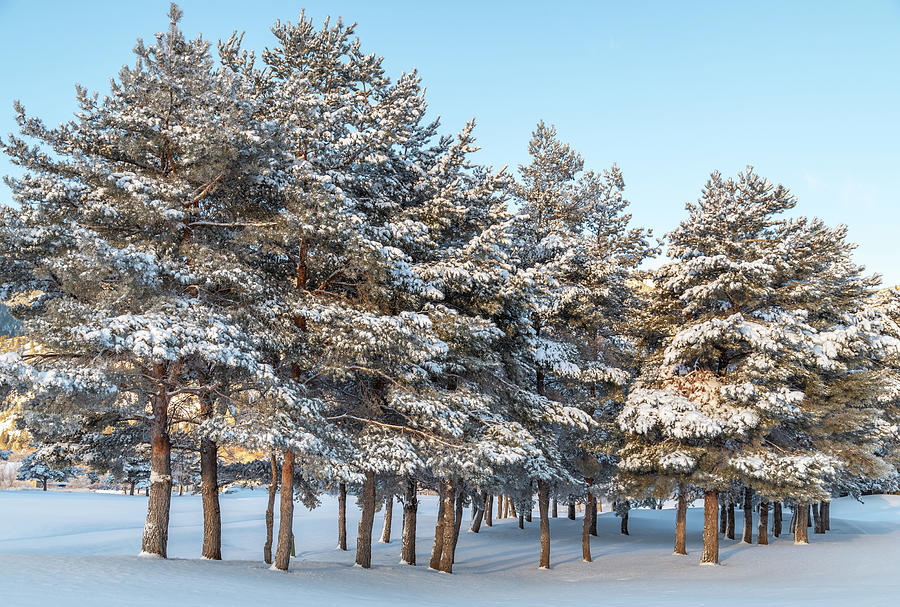 Pine Trees and Fresh Snow Photograph by Marc Crumpler