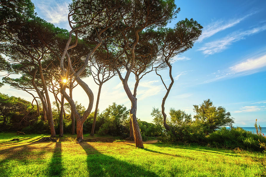 Pine trees and Sun. Baratti beach, Tuscany Photograph by Stefano Orazzini