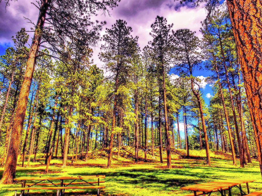 Pine Trees at Custer State Park Photograph by James C Richardson