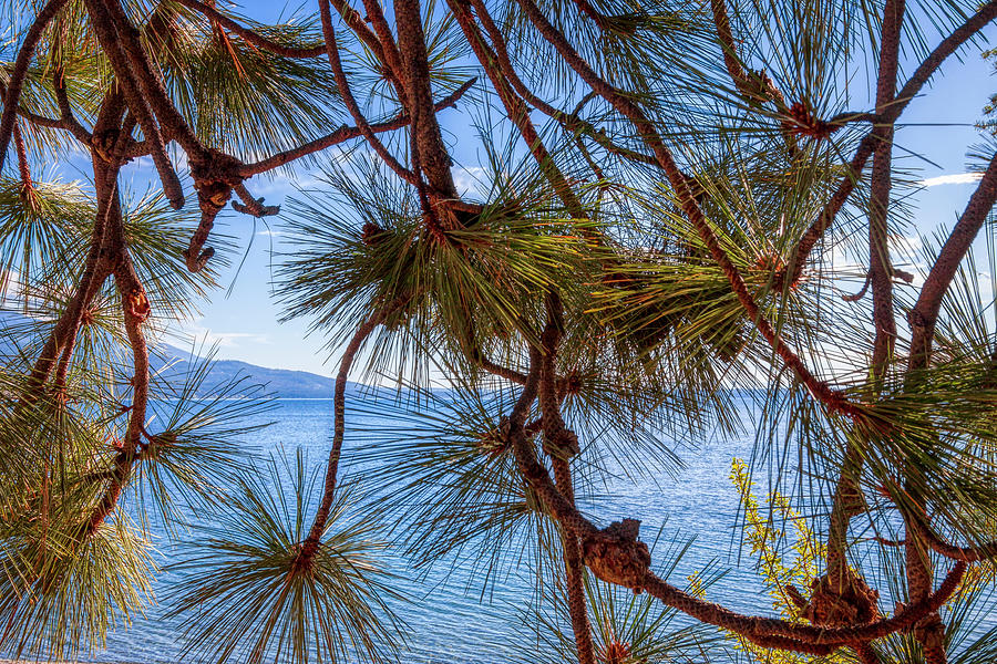 Pine Trees at Flathead Lake, Montana #2 Photograph by Tatiana Travelways