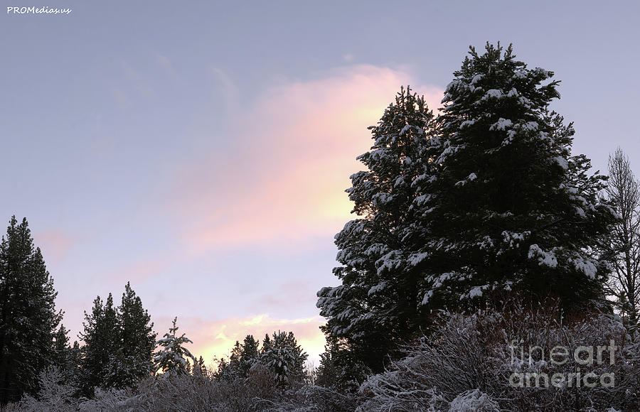 pine trees at sunrise, El Dorado National Forest, California, U. S. A. Photograph by PROMedias US