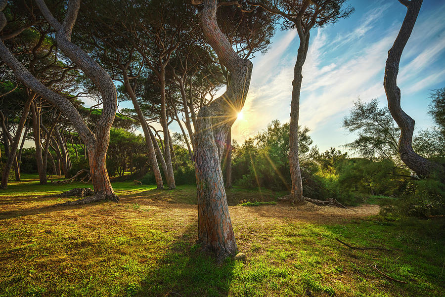 Pine trees, beach and sea. Baratti, Piombino, Tuscany, Italy. Photograph by Stefano Orazzini