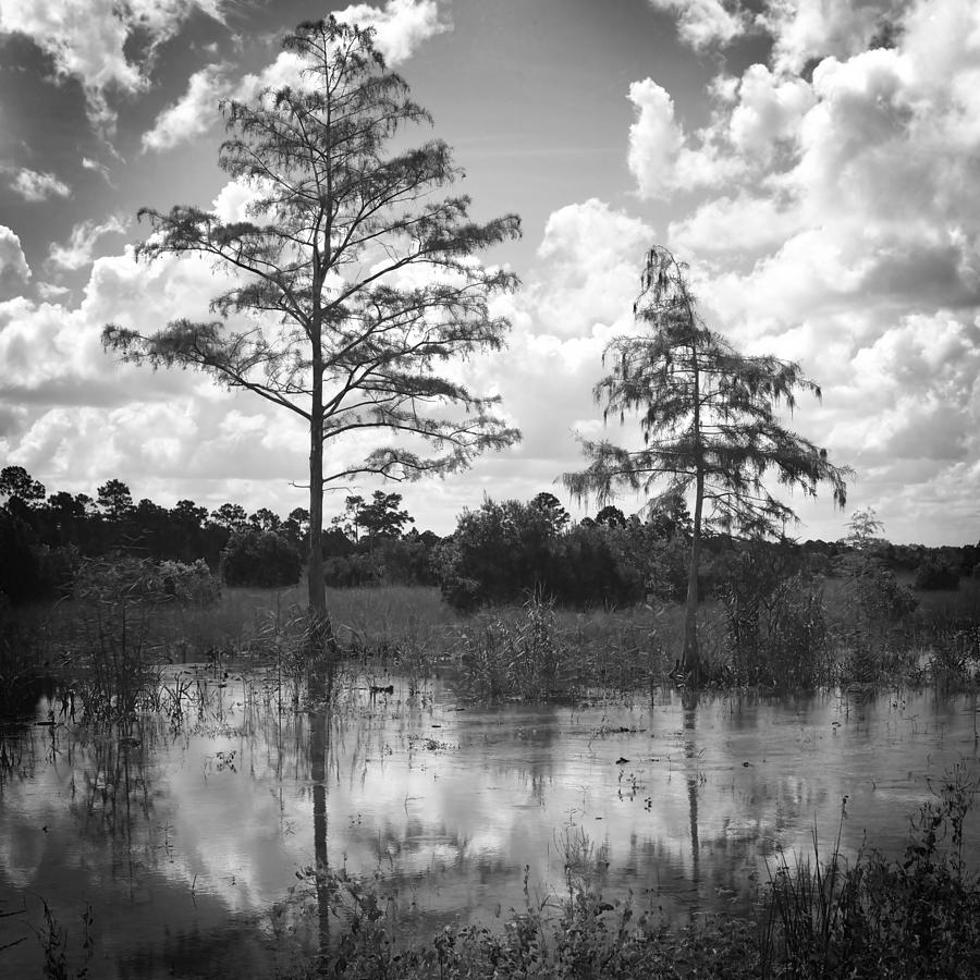 Slash Photograph - Pine trees CG45 by Rudy Umans