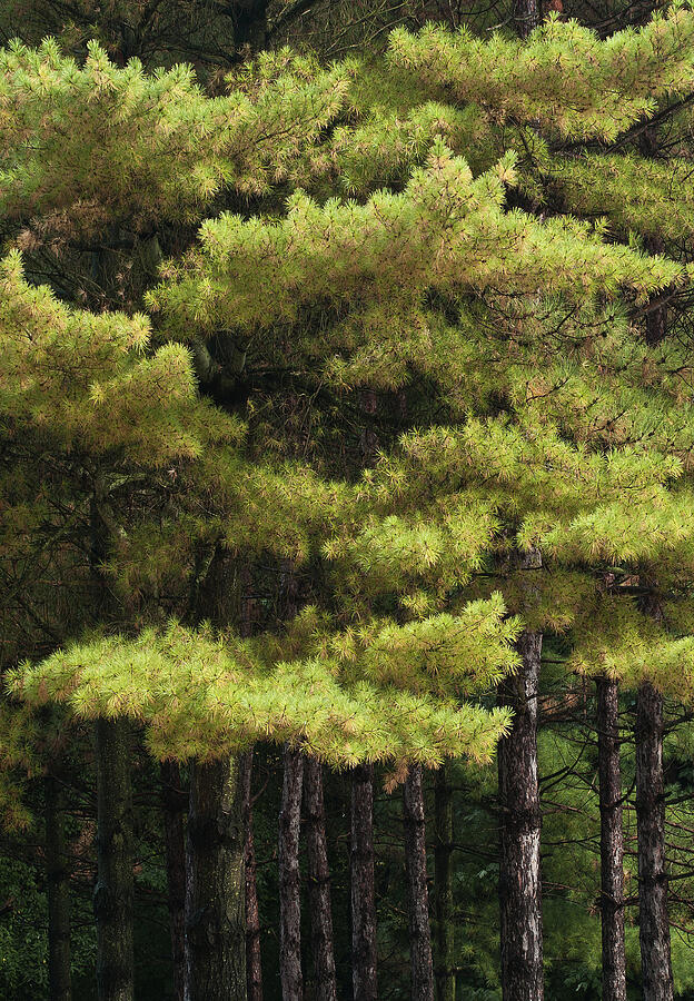 Pine Trees Photograph by Dale Kincaid