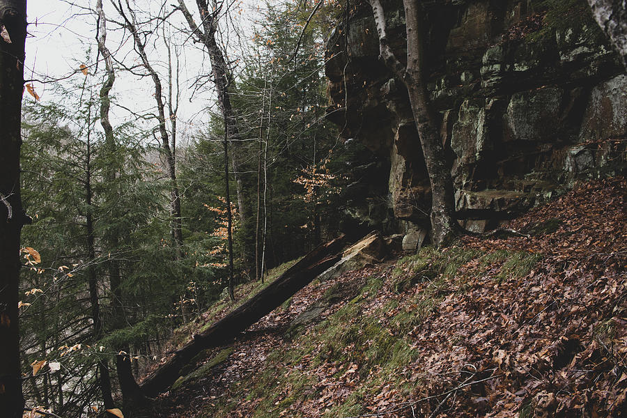 Pine trees growing in the woods near a rocky cliff face Photograph by ...