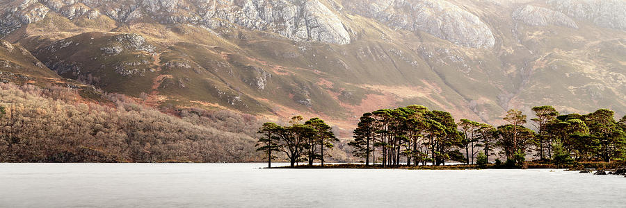 Pine trees on Loch MMaree in Scotland Photograph by Sonny Ryse
