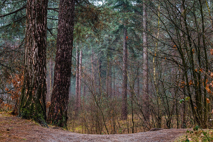 Pine Trees Photograph by William Mevissen