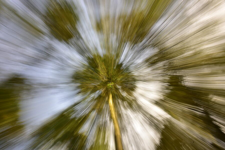 Pine Trees Zoom Burst Photograph by Neil R Finlay - Fine Art America